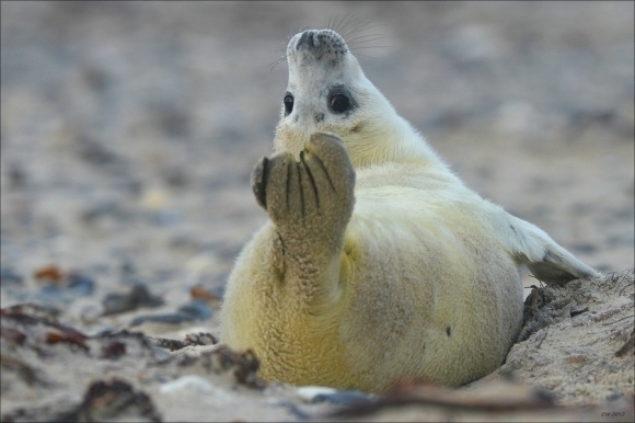 カッコイイポーズをとる動物の写真