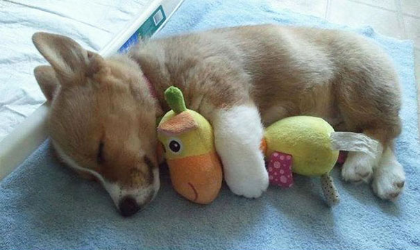 ぬいぐるみと眠る可愛い動物たちの写真