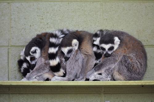 寄り添う動物たち