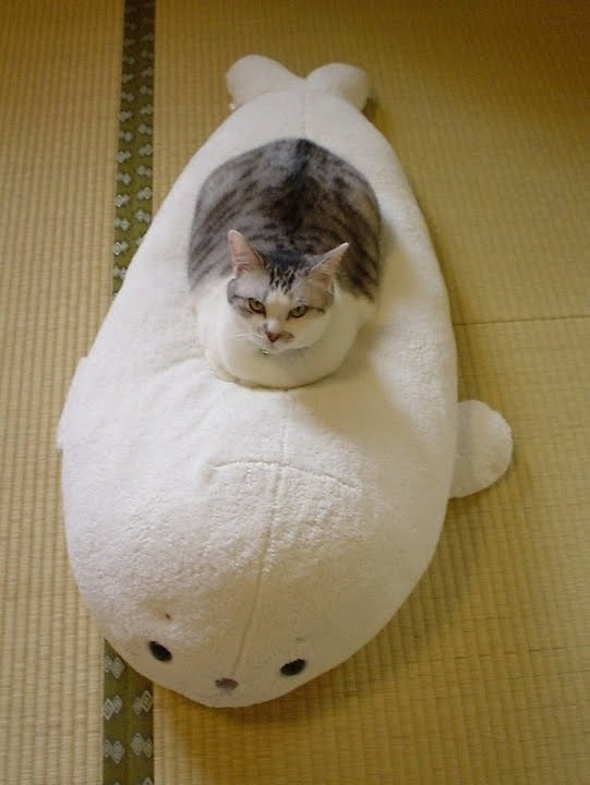 本当に可愛い猫の写真