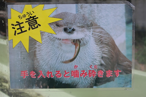 カワウソの可愛い写真
