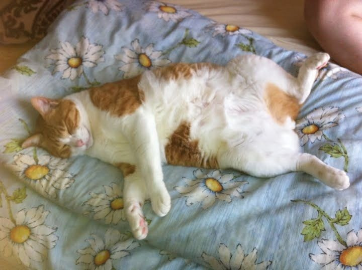 本当に可愛い猫の写真