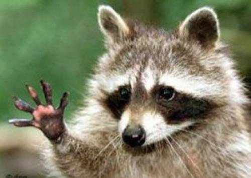 かわいい動物たちが手を振って「バイバイ」の動作する写真