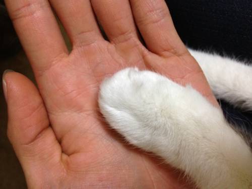 猫の手