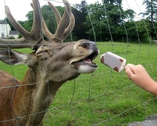 いろいろな姿を見せる動物たちの可愛い写真