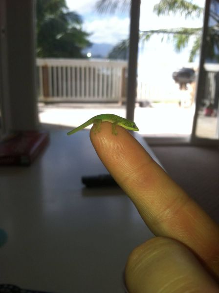 癒しの動物たちの写真