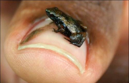 世界最小の脊椎動物！体長わずか7.7ミリのちっちゃいカエルPaedophryne amauensisの写真