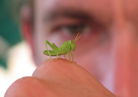 手乗り動物や虫たちが可愛い写真