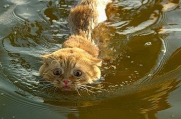 猫は水が苦手は嘘？？水泳を楽しんでいるかもしれない可愛い猫達の写真