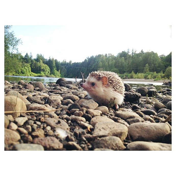 かわいいハリネズミには旅をさせる写真