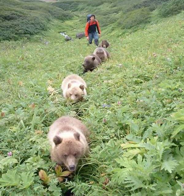 ふかふかした可愛すぎる動物画像