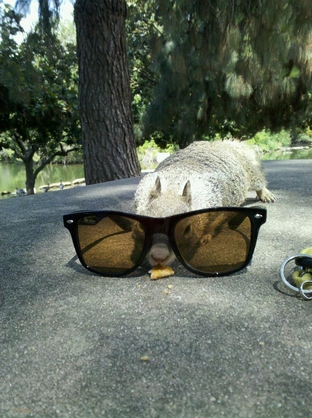 かくれんぼする動物が可愛すぎる写真