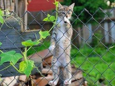 犬や猫が立ち上がっている可愛い写真