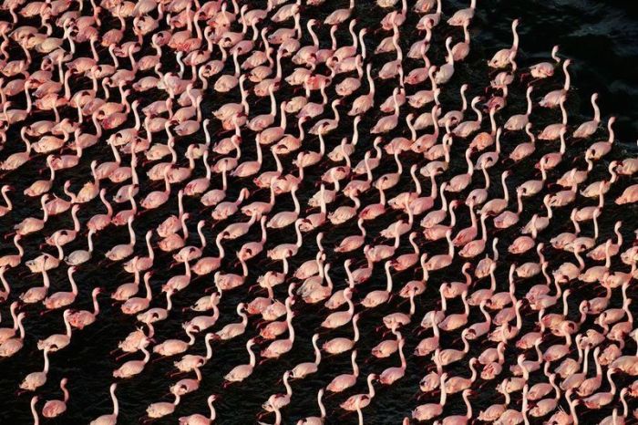 フラミンゴが大群すぎてワロタｗｗｗ写真