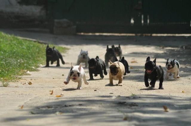 癒しの可愛い動物の画像