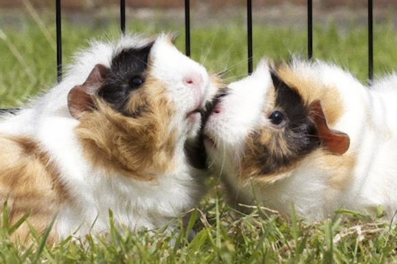 動物たちがキスする写真