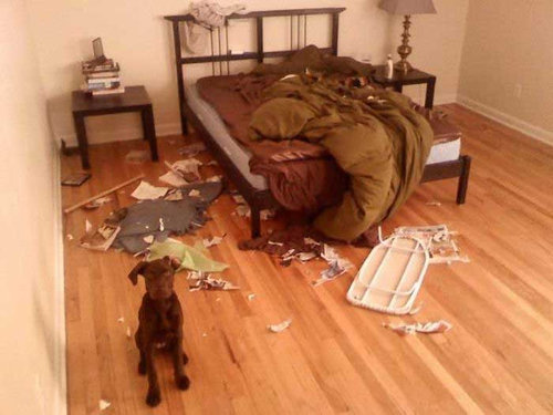 犬や猫たちの困ったいたずら写真