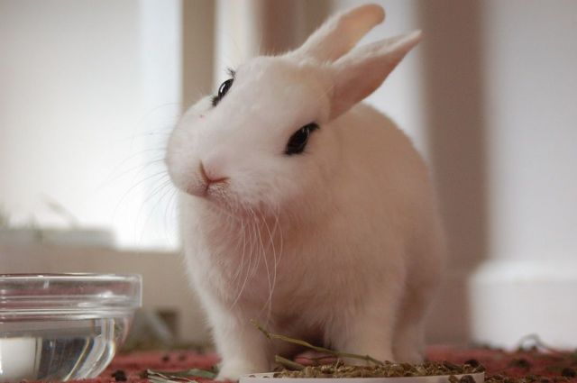 見ているだけで興奮してくる可愛い動物の画像