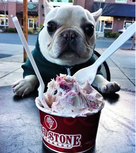 本当に可愛い表情をした動物たちの写真