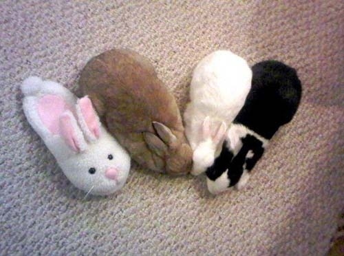 隠れるのが上手すぎる可愛い動物の画像