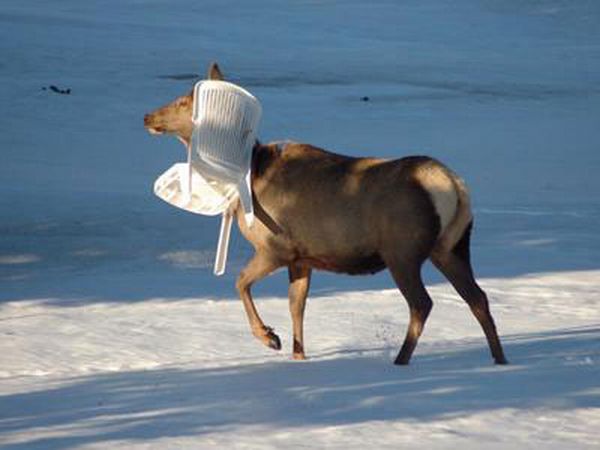これは大変！人間の助けが必要そうな動物たちの写真