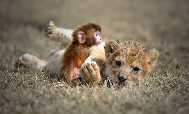 見ているだけで興奮してくる可愛い動物の画像