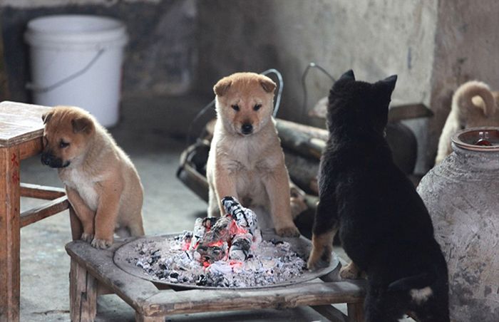 炭火で暖を取る子犬たちの可愛い写真