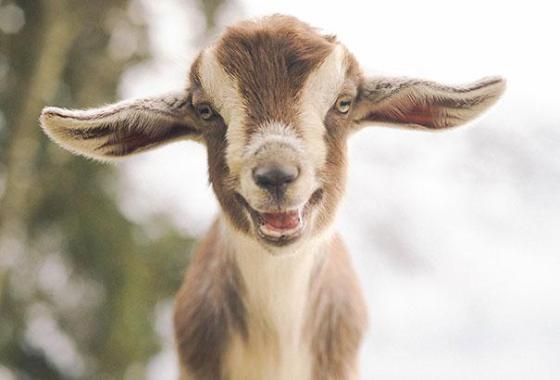 幸せそうに笑いすぎ！ニッコリ笑顔の動物たちの写真