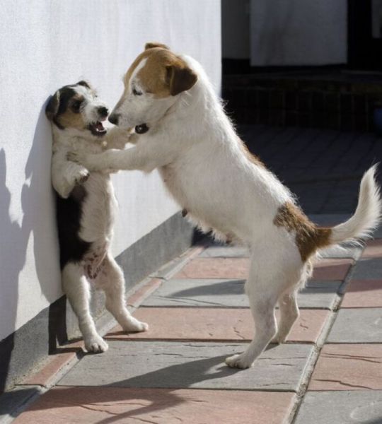 今日も可愛い動物たちの写真