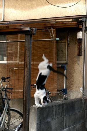 猫が逆立ちしているようにしか見えない写真