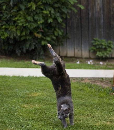 猫が逆立ちしているようにしか見えない写真