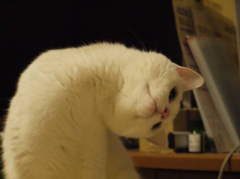 猫につられて首を傾けたら負け！