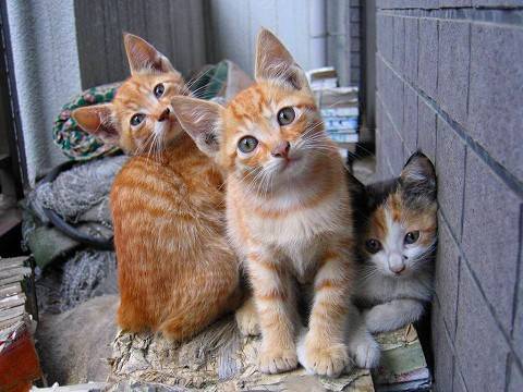 猫につられて首を傾けたら負け！