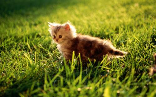 子猫の可愛い赤ちゃん