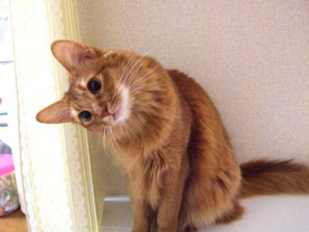 猫につられて首を傾けたら負け！