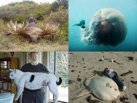 マジで驚く巨大生物の画像