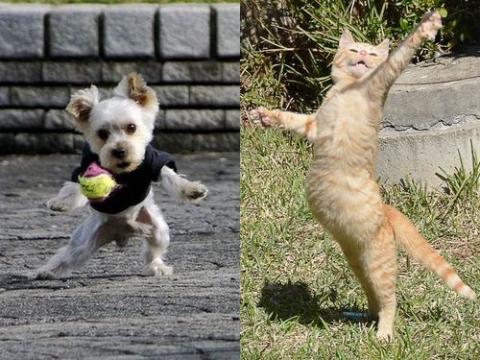 すごいポーズを決める動物たちの写真