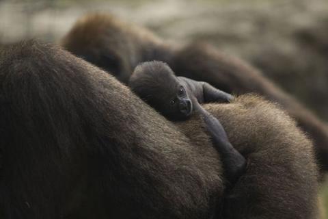 野生の生き物が本当に美しすぎた写真