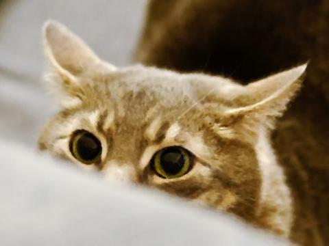 気になってしかたがない動物たちの写真