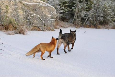 キツネと遊び友達の猟犬が仲良しの写真