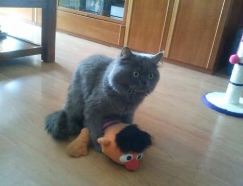飼い主が早く帰ってきた時の猫の反応