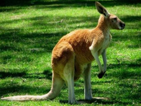 マジで馬鹿にできないカンガルーのパワー写真