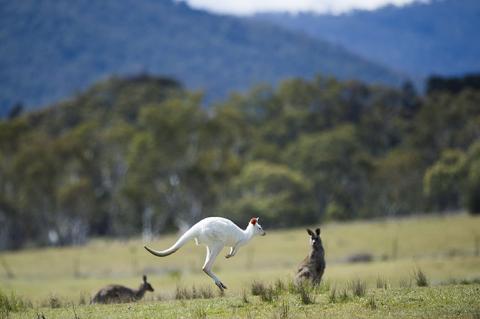 野生のアルビノカンガルーが目立っている写真