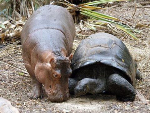 赤ちゃんカバと親友の１３０歳のカメ 