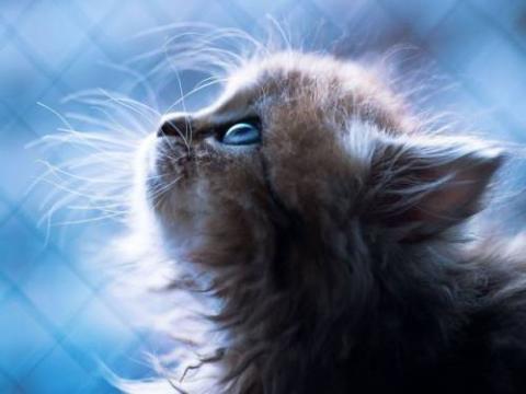 可愛い動物画像