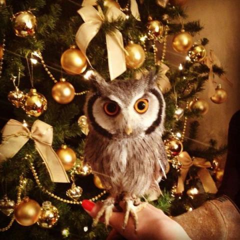 可愛い動物の画像が沢山集まったよ！