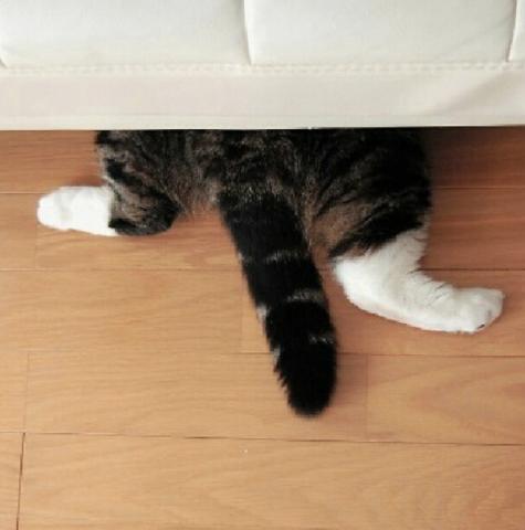 猫のかくれんぼ