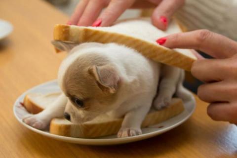 なんで動物ってこんなに可愛いんだろと思える写真