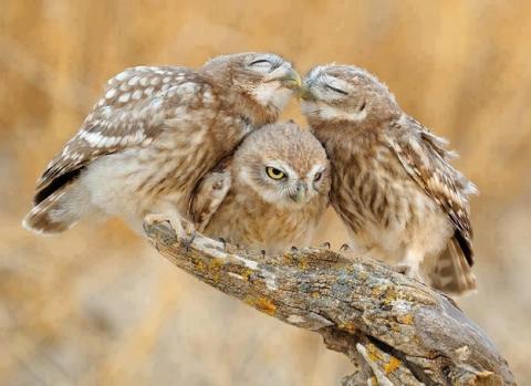 イケメンなうえ愛嬌のあるフクロウの写真