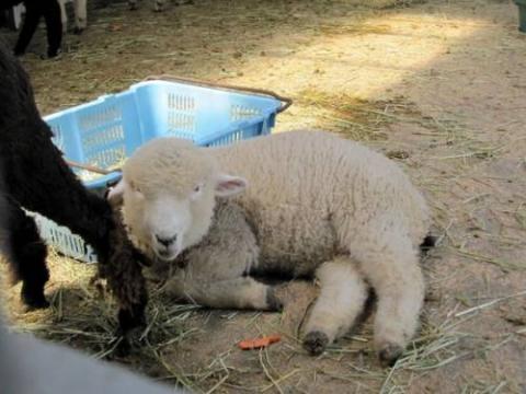 見ているだけで癒された動物